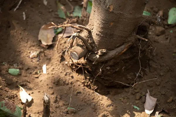 stock image Removing trees theme. Cut roots while deforestation