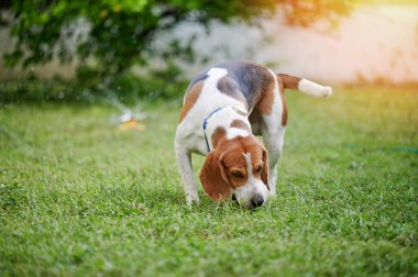 Aydınlık güneşli bir günde yeşil çimlerde av köpeği vızıldıyor.