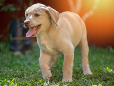 Güneşli bir günde çimen bahçesinde komik labrador köpek yavrusu yürüyor.