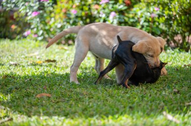 Yeşil çimlerde birbirini kovalayan iki köpek.