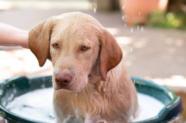 Labrador köpeğini temiz suyla yıkamayı bitir.