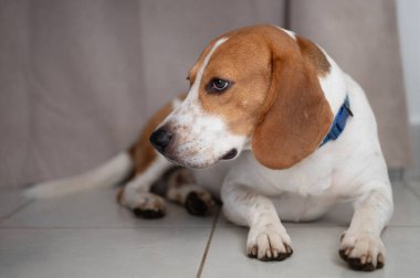 Av köpeği yerde oturuyor. Yakından bak.