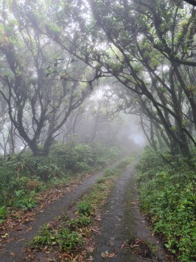 Foggy Park 'ın dışındaki patikada. Sis içindeki tropikal orman 