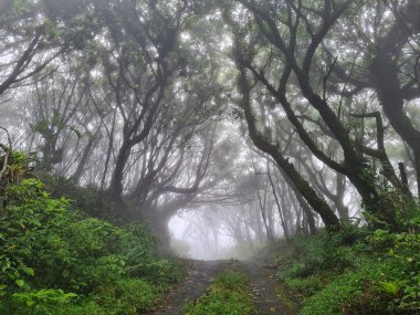 Ağaçlardan gelen doğal tünel ve sisli havada boş çubuk.