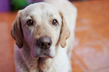 Tatlı Labrador köpeğinin portresi bulanık arkaplanı kapat