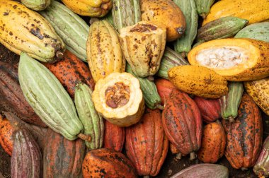 Taze kakao kabuğu arkaplanı yakın plan görüntüsü