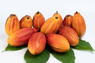 Yeşil yapraklı kakao tohumları beyaz stüdyo arka planında izole edilmiş.