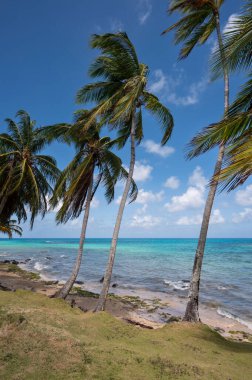 Karayip deniz doğası teması. Plaj adasında palmiye ağacı