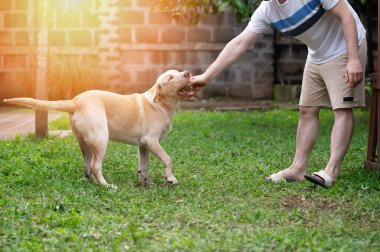 Sahibi yeşil park geçmişinde labrador köpeğiyle eğleniyor.