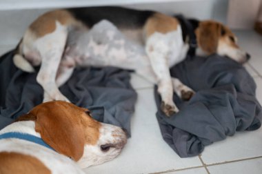 İki uyuyan av köpeği oyun oynadıktan sonra yoruldu.