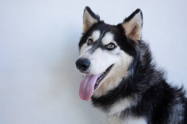 Beyaz stüdyo arkaplanına yakından bakınca olumlu köpek portresi.