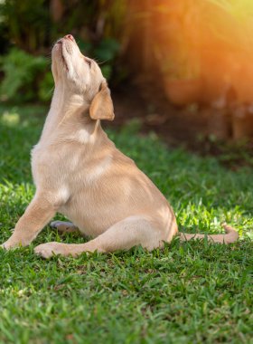 Yeşil çimlerin üzerinde oturan labrador köpeğine bakıyorum.