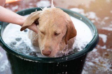 Köpüklü banyo fotoğrafında kahverengi labrador köpeğini yıkıyorum.