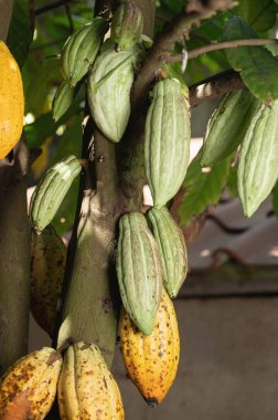 Ağaçtaki çikolata bitkisi. Ağaçta asılı. Yakından bak.