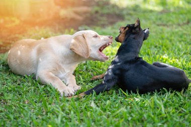 İki köpek yavrusu birbirine havlıyor yeşil çimlerin üzerinde