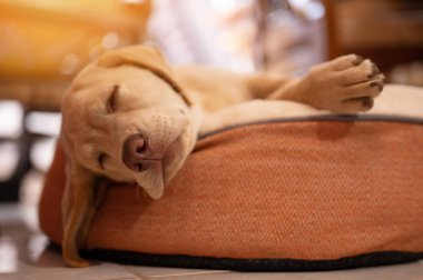 Güneşli arka planda rahat uyuyan labrador yavru köpeği.
