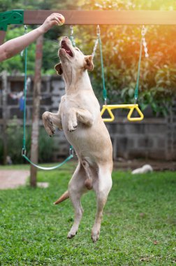 Parktaki labrador köpeğiyle eğlenmek onu oyuncak gibi koşturuyor.