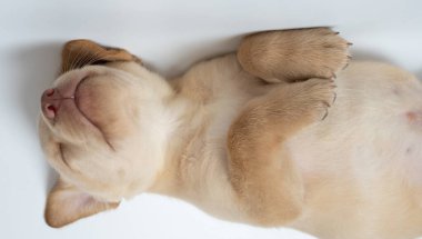 Yukarıda labrador köpeğini yatırmak hoş. Stüdyo arka planında izole edilmiş.