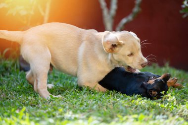 Yeşil bahçe arka planında koşan iki köpek