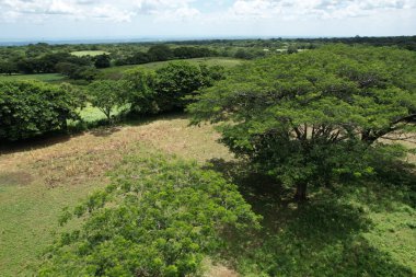Tropikal doğa arka planında yeşil ağaç hava aracı görünümü
