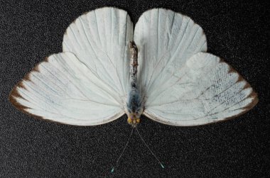 White moth with open wings isolated on black background clipart