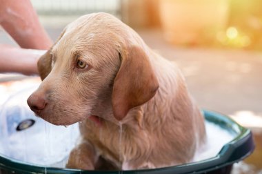 Islak labrador köpeği banyoda. Haftalık duş vesikalığı çek. Yakından bak.