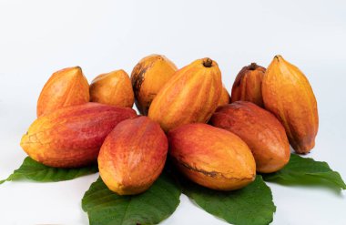 Kakao fındık hasat geçmişi. Yapraklı kakao meyveleri. 