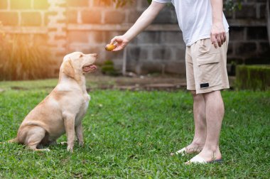 Eğitimli köpek yeşil güneşli park arka planında yammy yemek tutmak için