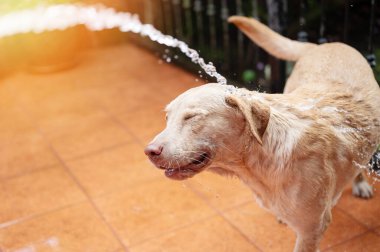 Labrador köpeği çamaşır spreyinden kaçıyor. Yakın görüş.