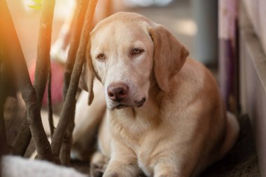 Bulanık arka planda Labrador köpeğinin portresi