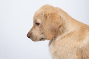 Yan profil labrador köpek portresi beyaz stüdyo arka planında izole edilmiş.