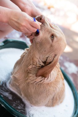Köpeklerin diş fırçalama teması. Kötü kokuyu köpek ağzından çıkarıyorum.