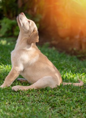 Labrador yavrusu yeşil bahçe arka planında günbatımının tadını çıkar