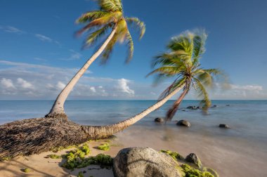 Mavi gökyüzünde Karayip arka planında tropik doğal plaj