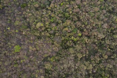 Üst dron görünümünün üzerinde yeşil orman arkaplanı