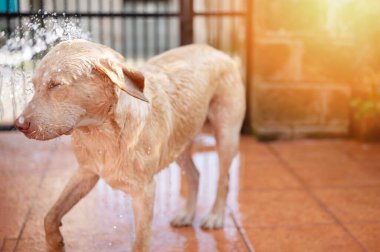 Ev verandasındaki labrador köpeğine su püskürt