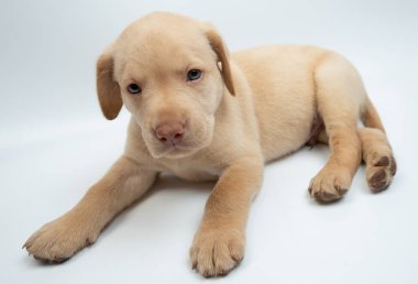 Stüdyo arka planında izole edilmiş şirin labrador yavrusu portresi.