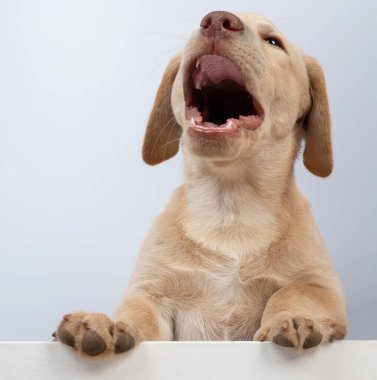 Beyaz stüdyo arka planında izole edilmiş neşeli labrador köpeği.