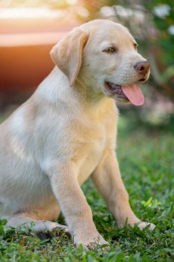 Oturan labrador köpeği yeşil çimlerin üzerinde dili dışarıda