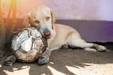 Neşeli labrador köpeği topuyla bahçede yatıyordu.