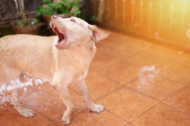 Labrador köpeği güneşli bir günde evin arka bahçesinde suyla oynuyor.