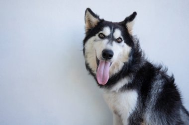 Beyaz arka planda şirin, iri bir köpeğin portresi