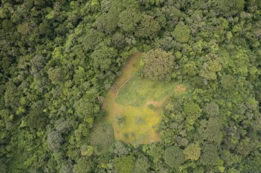 İnsansız hava aracının üstündeki ormandaki tarım alanı. Tropikal doğa arka planı