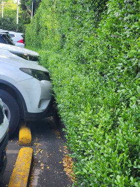 Otomobilli doğal yaprak telleri. Ekoloji geliştirme teması