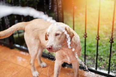 Parlak, güneşli arka planda temiz hortumlu labrador köpeğini yıka.