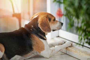 Üzgün av köpeği evin dışında uzanıyor. Yakın görüş.