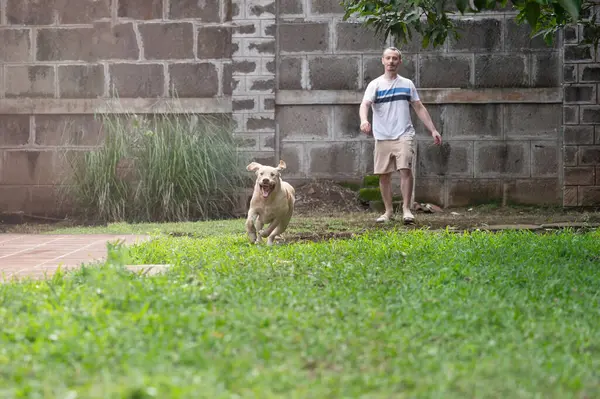 stock image Having fun with dog outdoor theme. Spend time with labrador dog