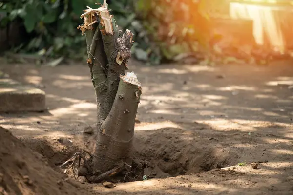 stock image Deforestation service theme. Remove tree from green garden