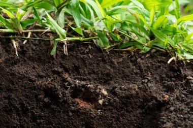 Kahverengi topraktan büyüyen çimenler makroyu kesmiş.