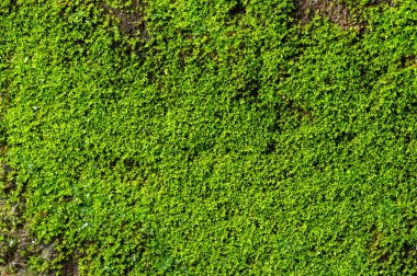 Ivy 'nin duvardaki küçük bitkisi soyut doğal arka planda.